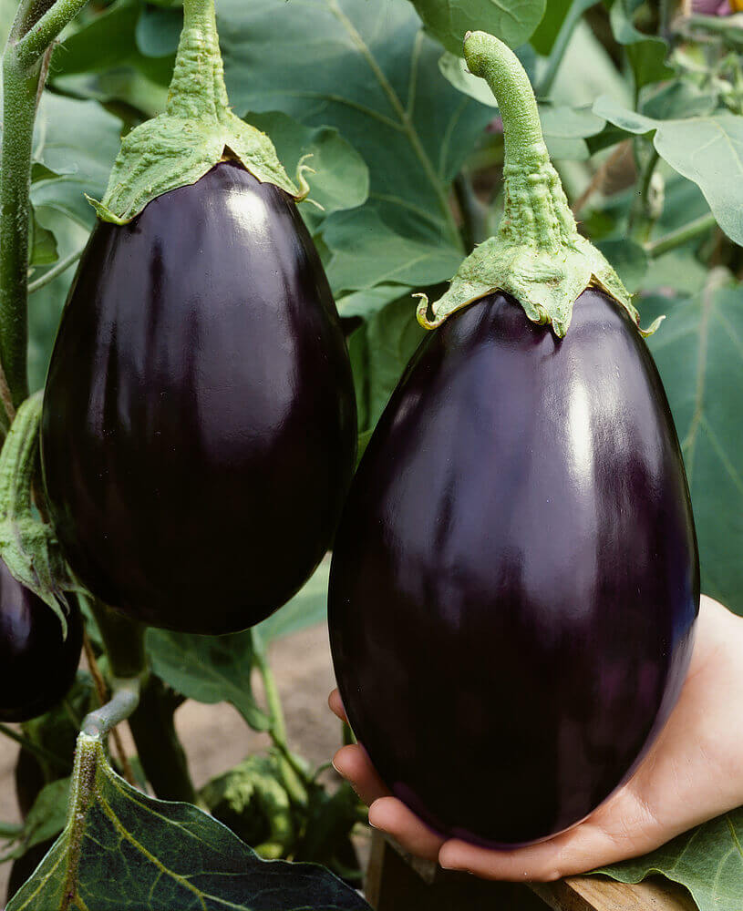 black beauty eggplant