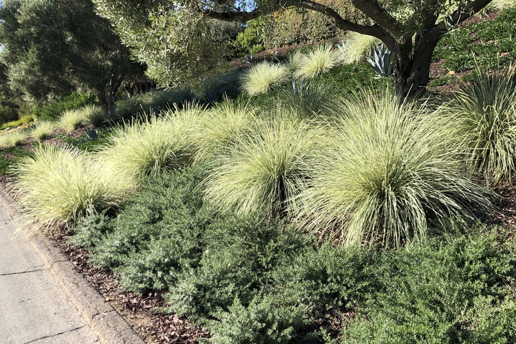 lomandra platinum beauty