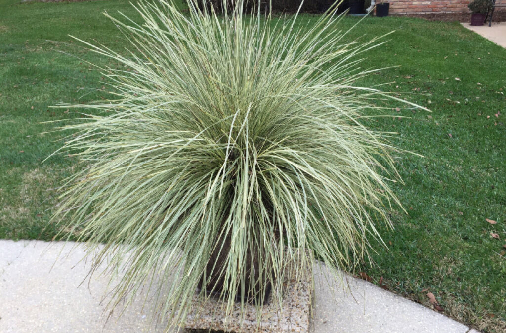 lomandra platinum beauty