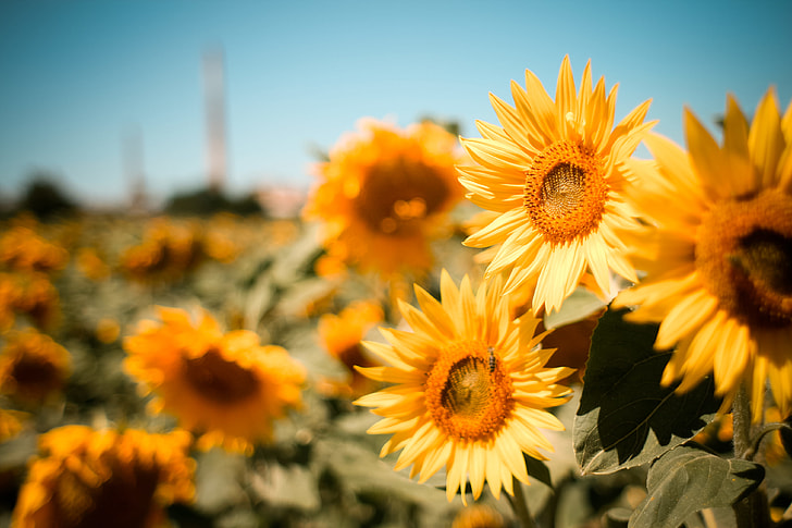 Autumn beauty sunflower