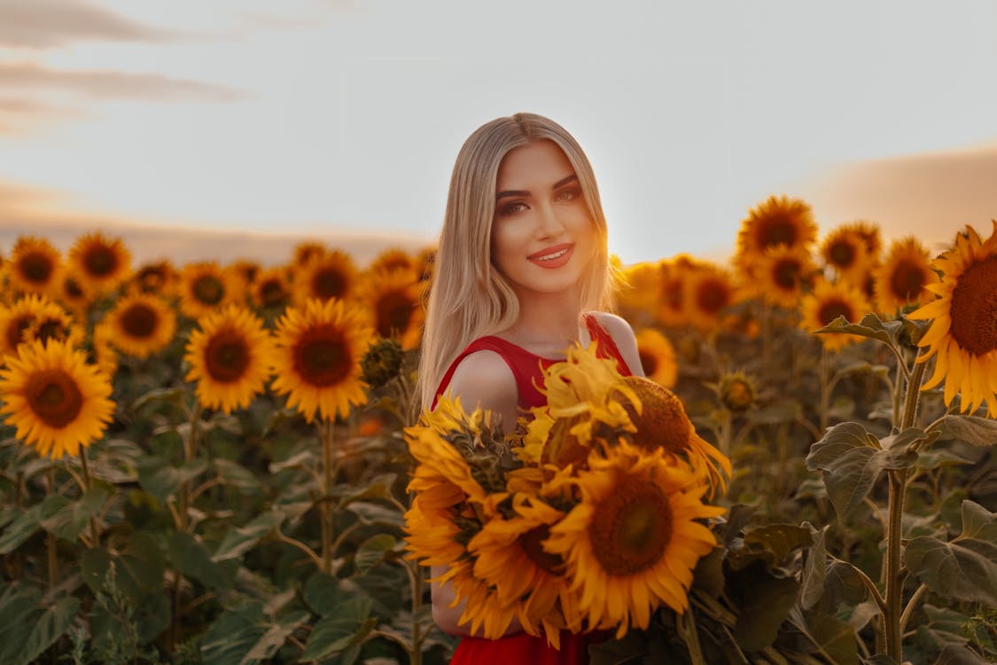 autumn beauty sunflower