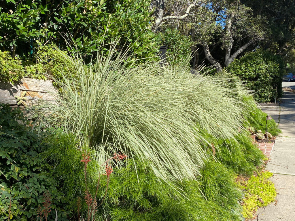 lomandra platinum beauty