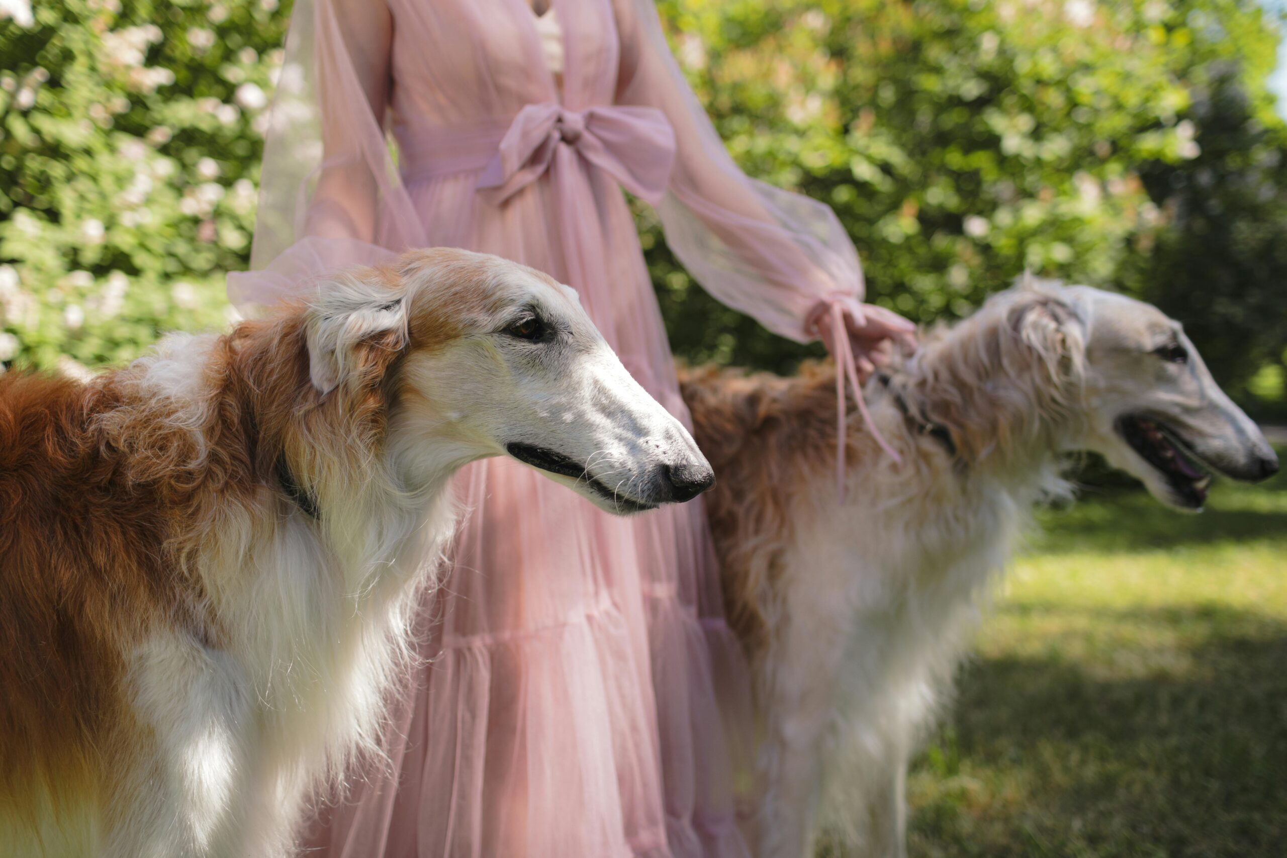 beautiful silken windhound