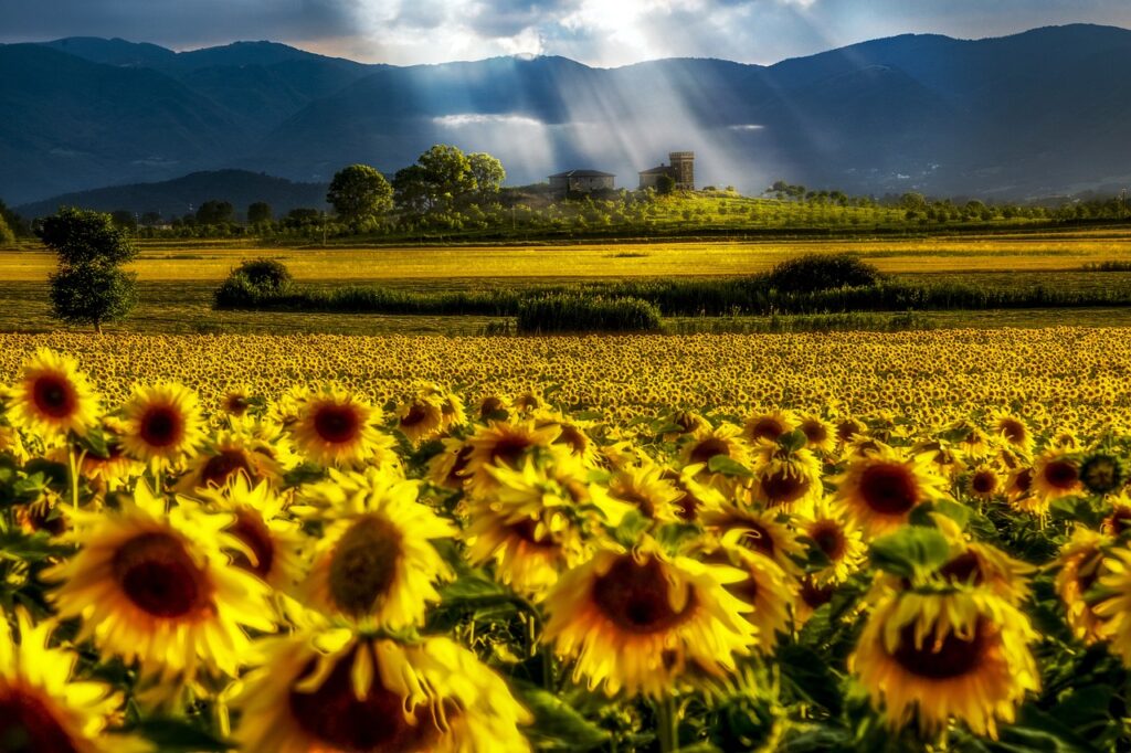 Autumn beauty sunflower