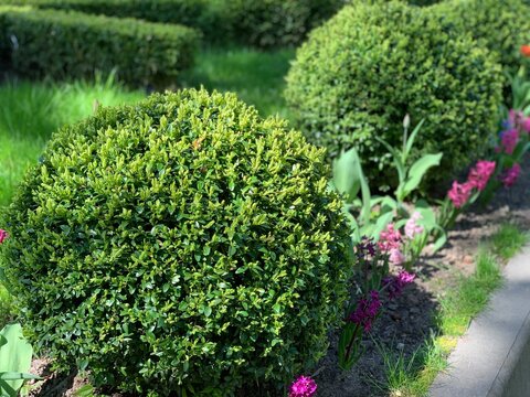 green beauty boxwood