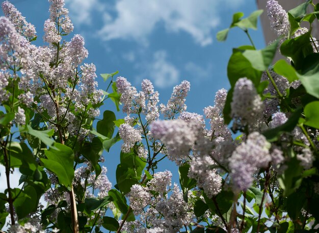 beauty of moscow lilac