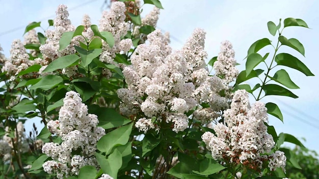 beauty of moscow lilac