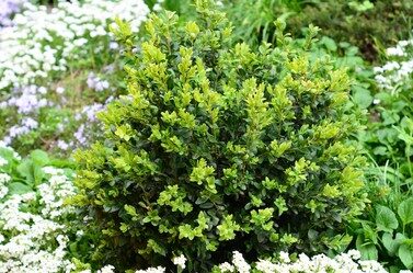 green beauty boxwood