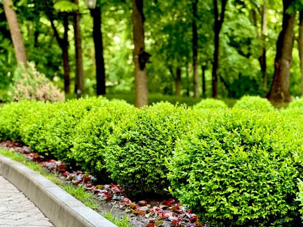 green beauty boxwood