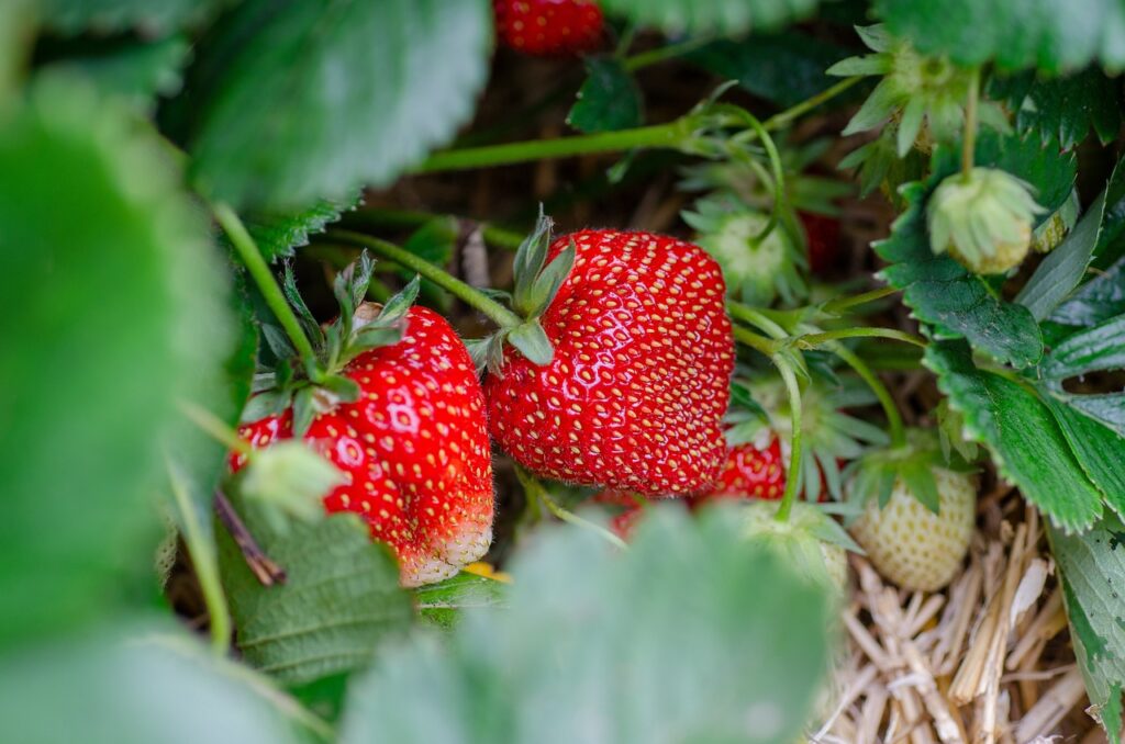 ozark beauty strawberry